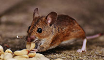 24 Hour & Emergency Exterminators in Lanesborough, MA